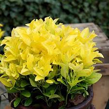 Euonymus jap. Eldorado - Image 2