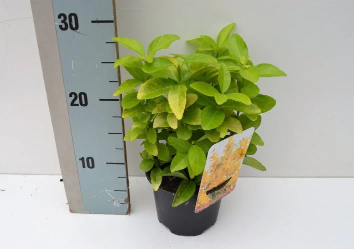 Euonymus jap. Eldorado - Image 3