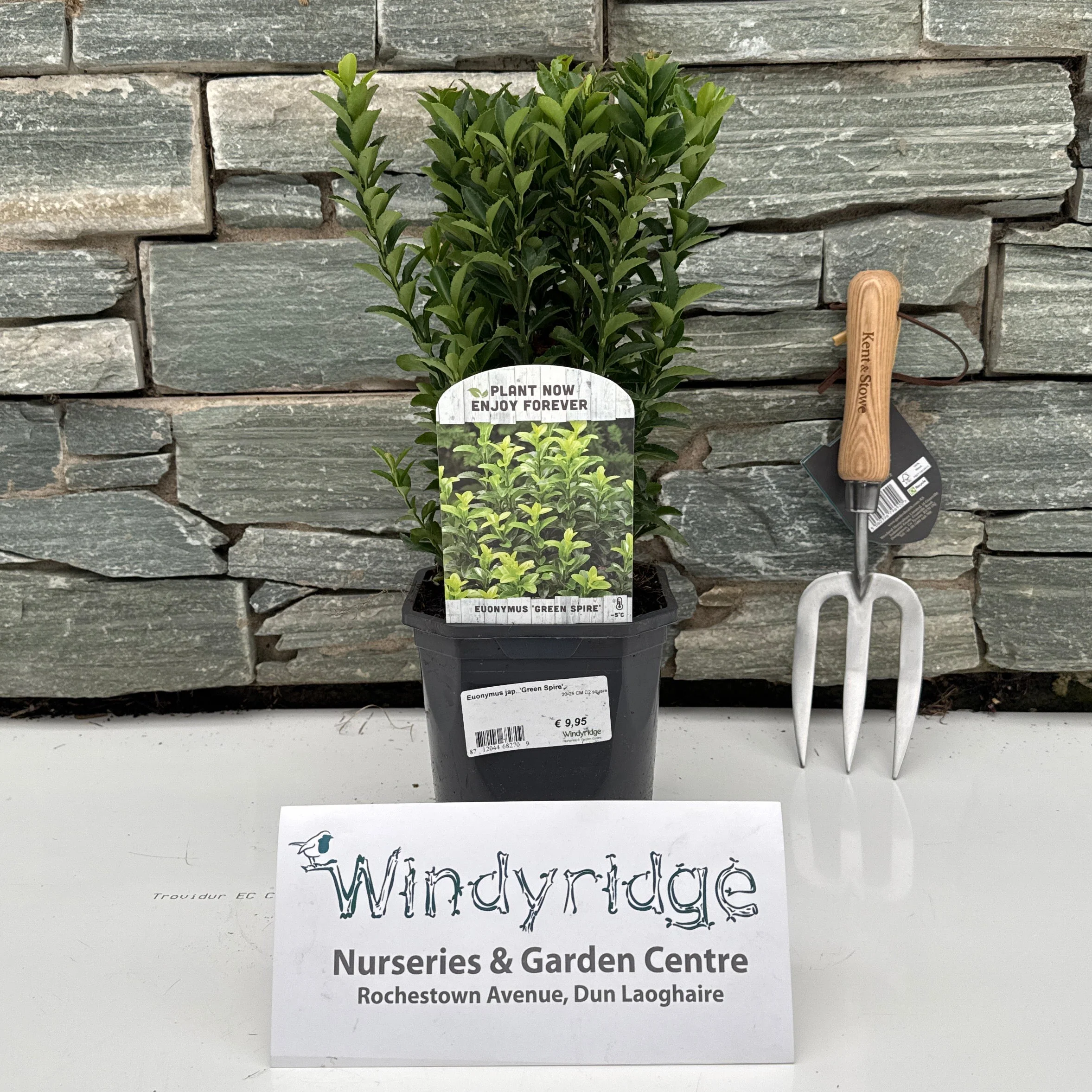 Euonymus jap. 'Green Spire' 20-25 CM C2 square