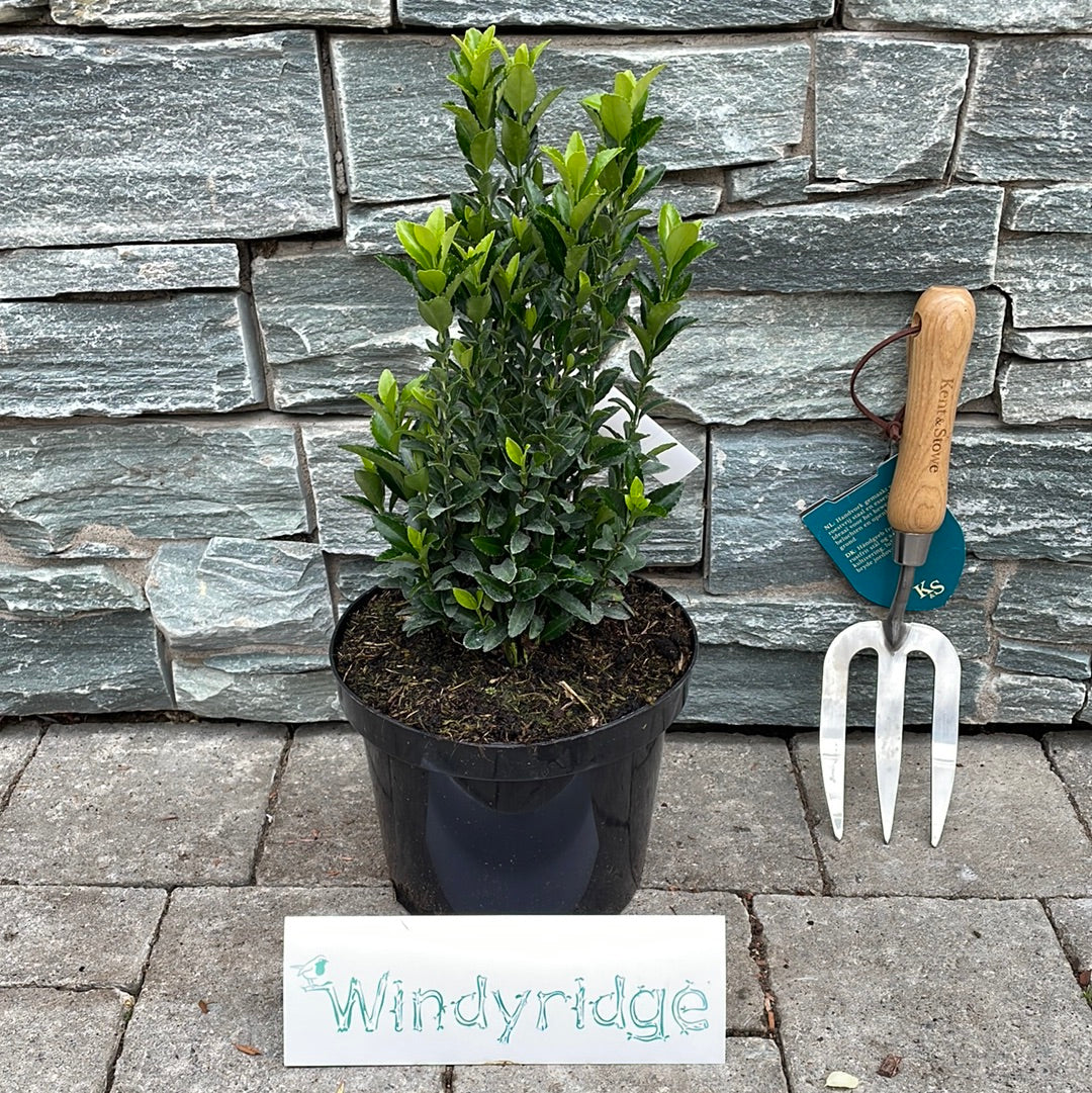 Euonymus jap. Green Spire (3L) - Image 2