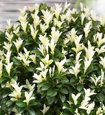 Euonymus jap. Paloma Blanca - Image 2