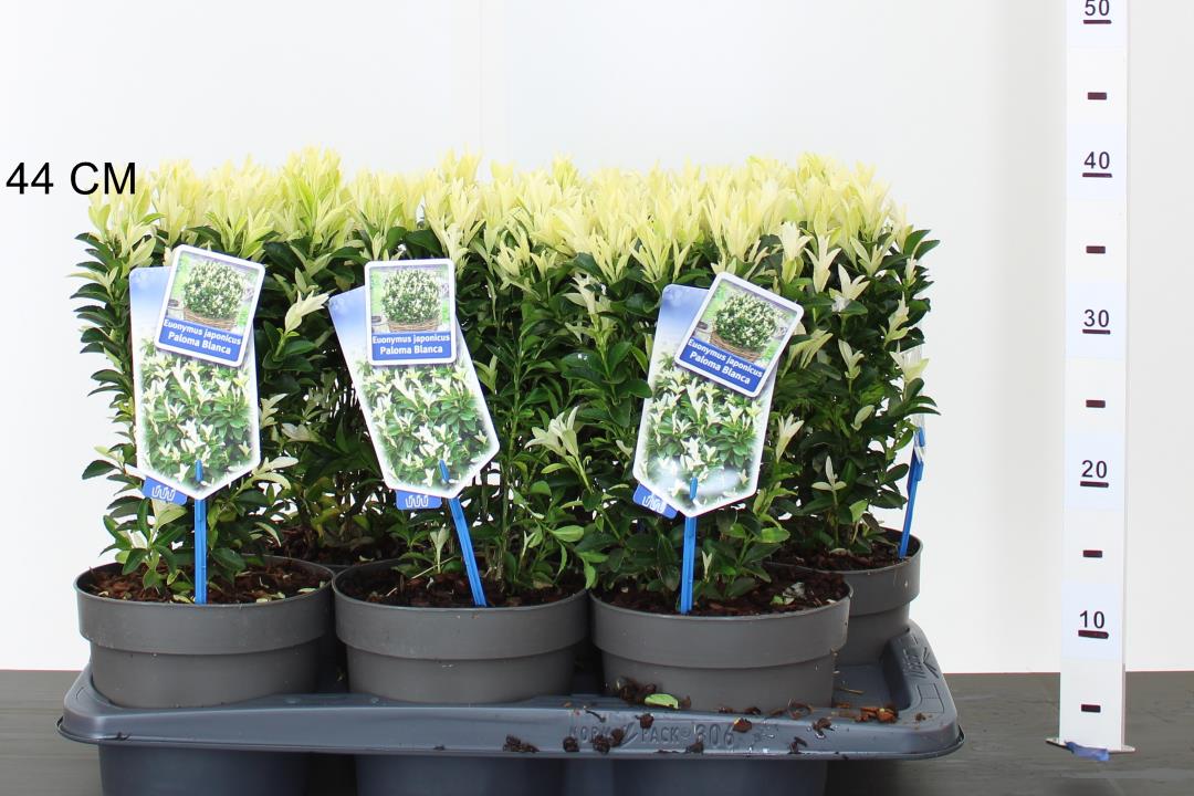 Euonymus jap. Paloma Blanca - Image 3
