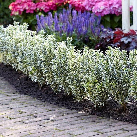 Euonymus jap. 'White Spire' 2 Ltr pot - Image 2