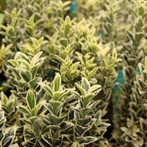 Euonymus jap. 'White Spire' 2 Ltr pot - Image 3