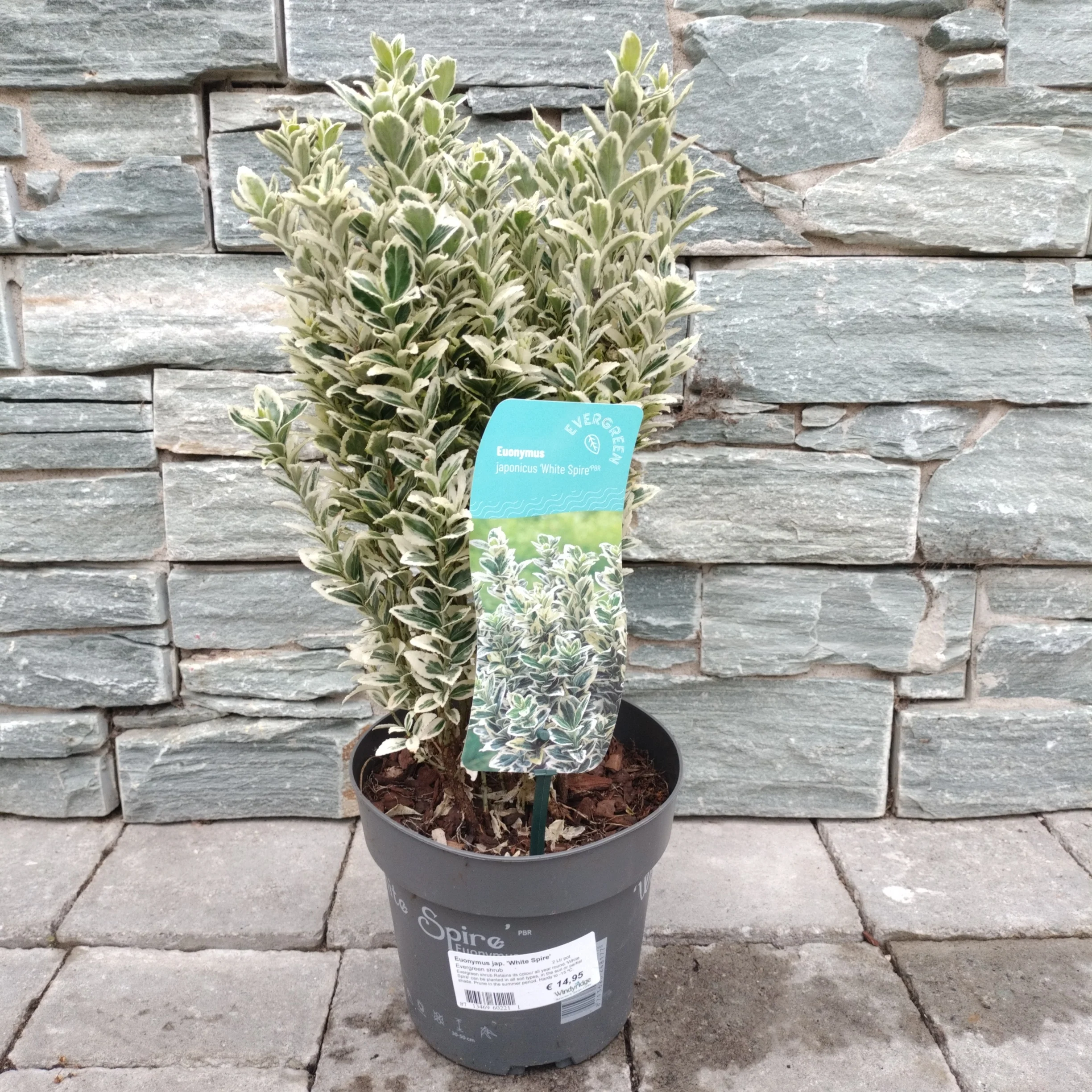 Euonymus jap. 'White Spire' 2 Ltr pot - Image 4