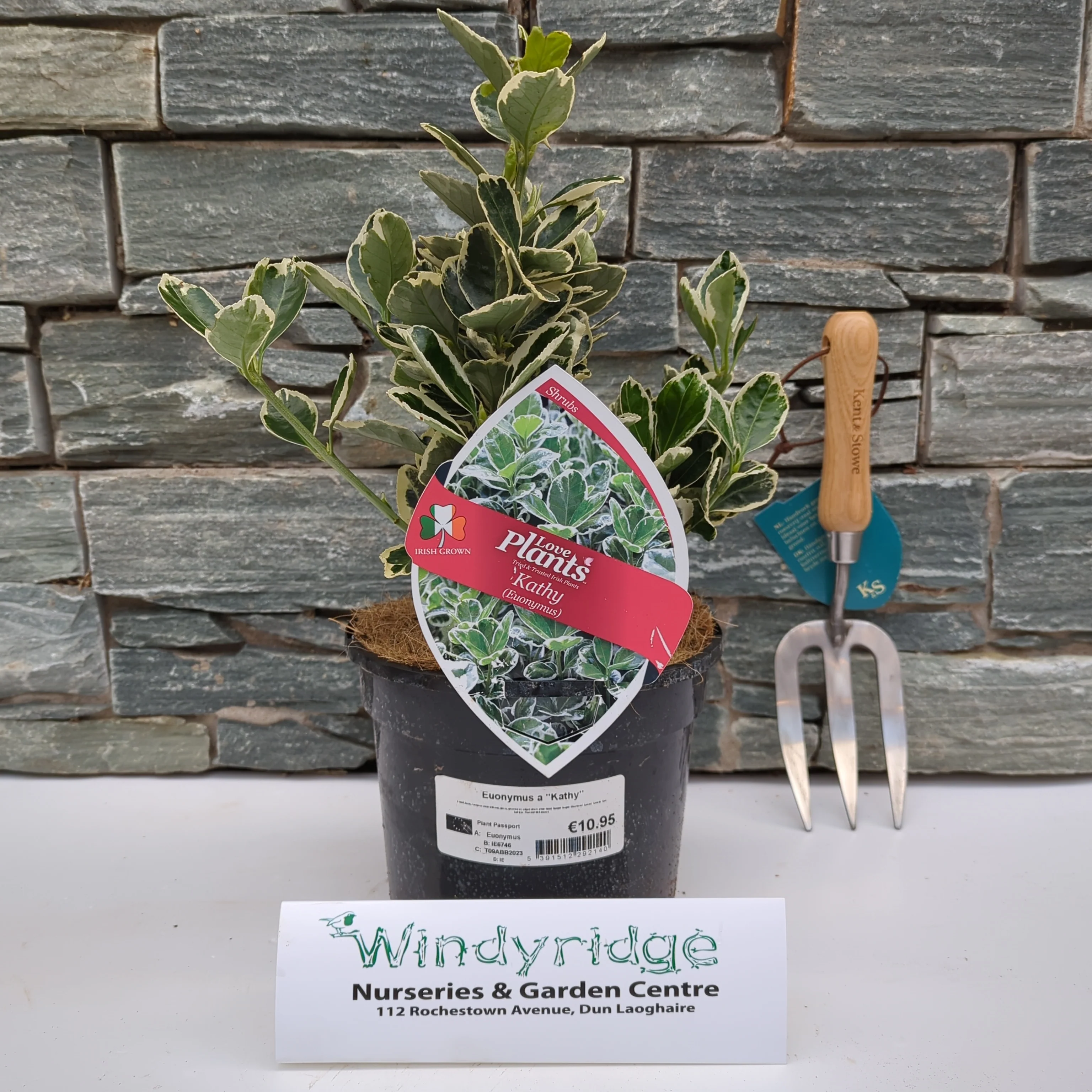 Euonymus Kathy - Image 2
