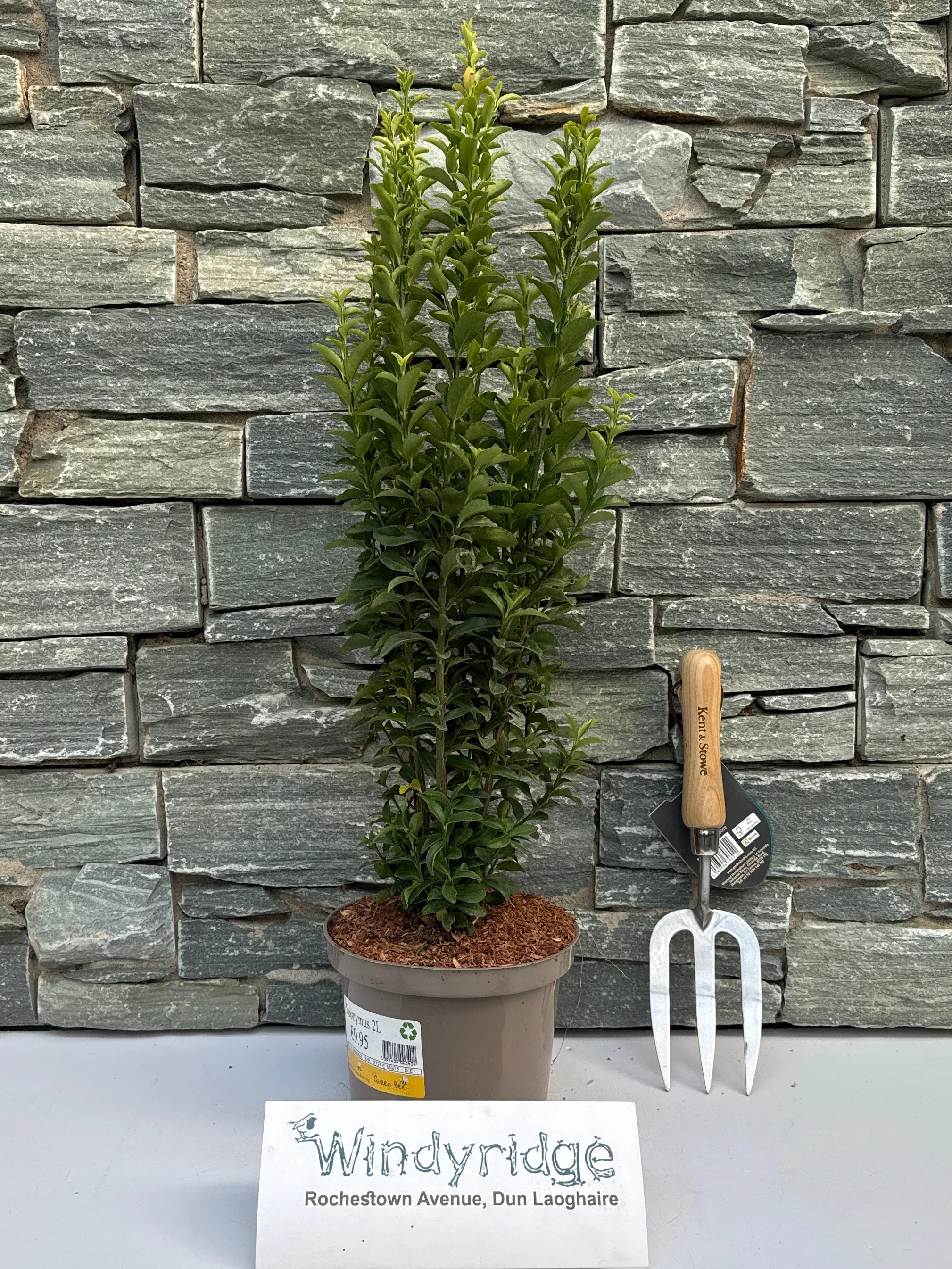 Euonymus mix 2L