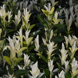 EUONYMUS PALOMA  BLANCA