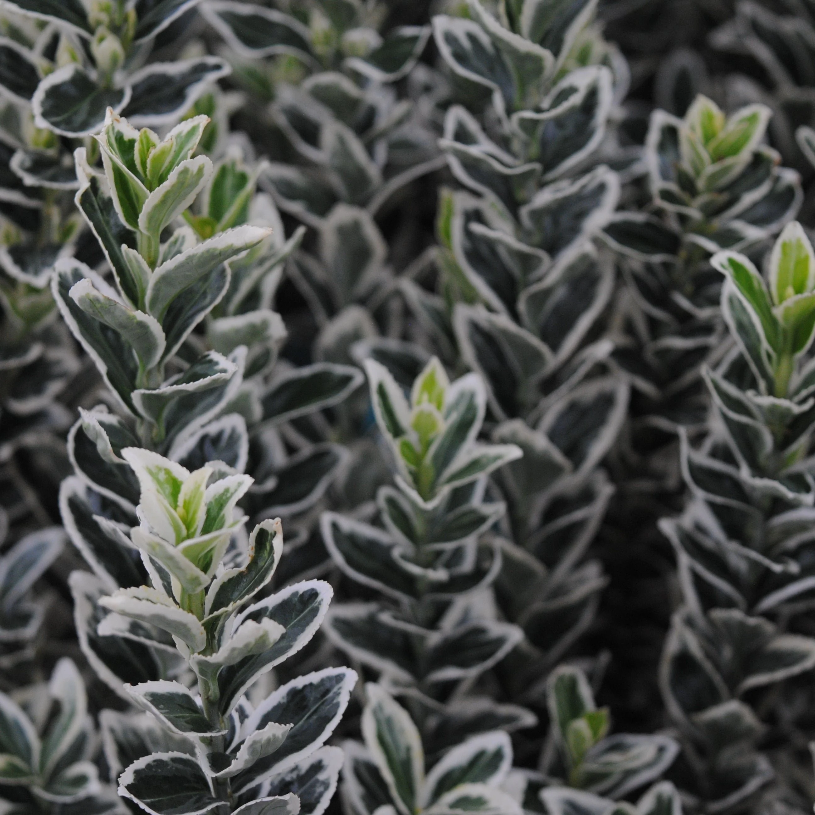 Euonymus White Spire