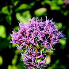 Eupatorium mac. Atropurpureum - Image 3