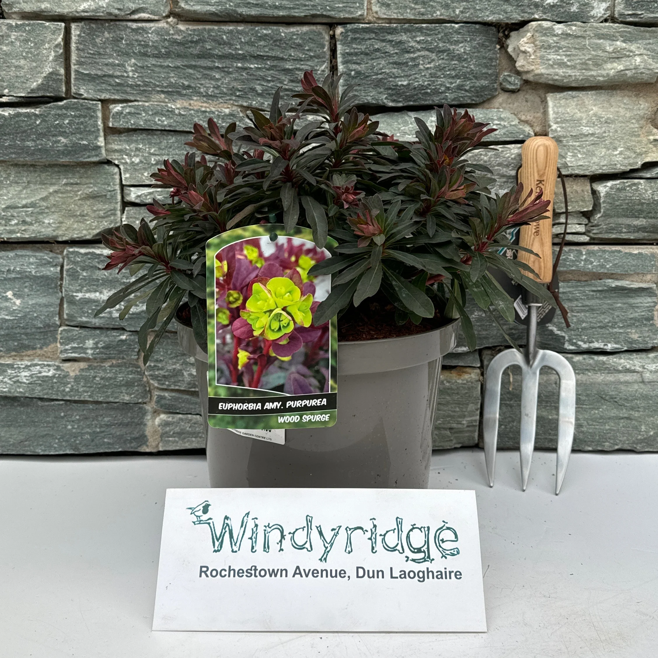 EUPHORBIA A. PURPUREA - Image 2