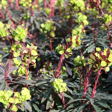 Euphorbia Amy. Purpurea