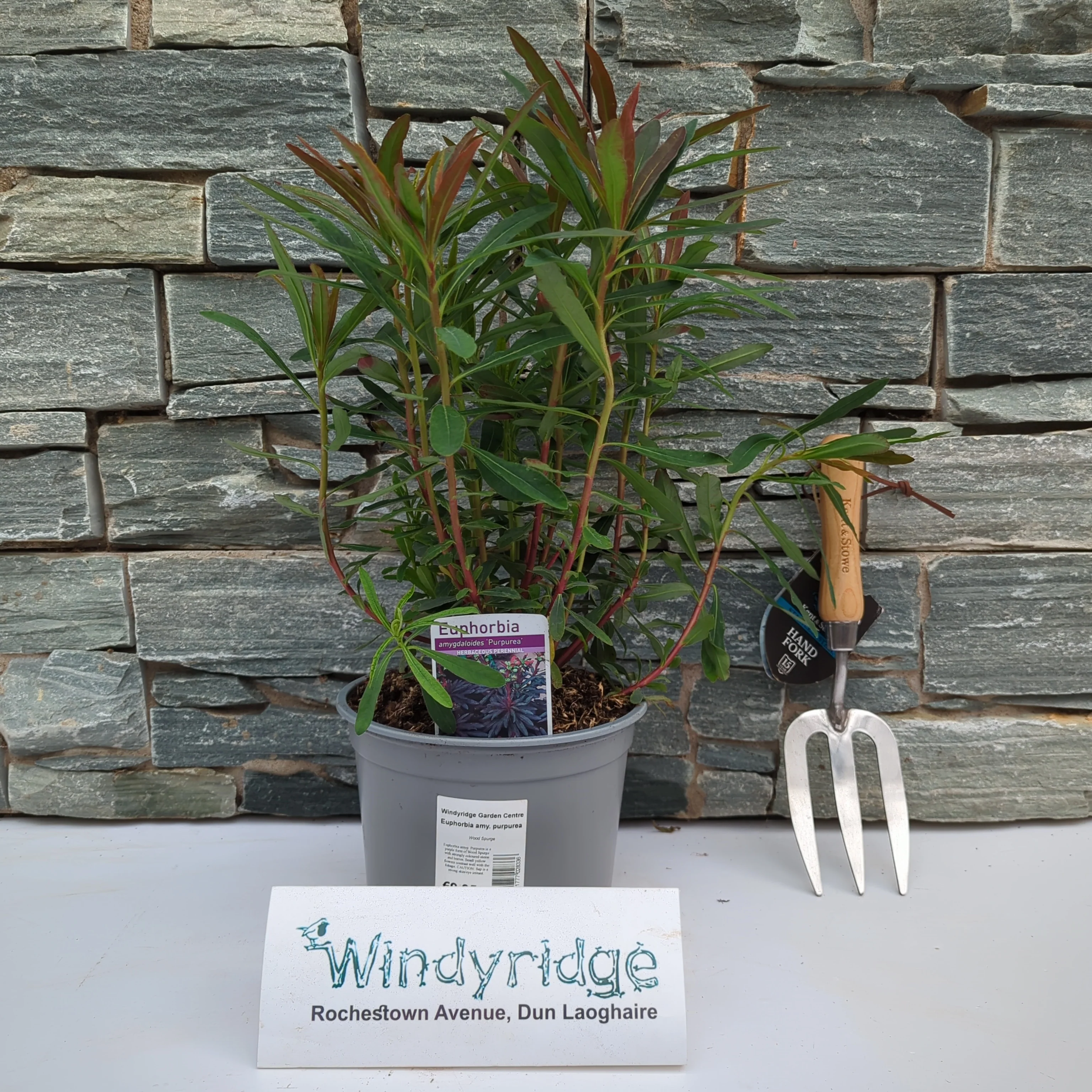 Euphorbia amy. purpurea - Image 2