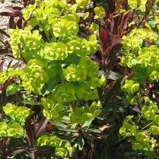 EUPHORBIA amyg. Purpurea G - Image 3