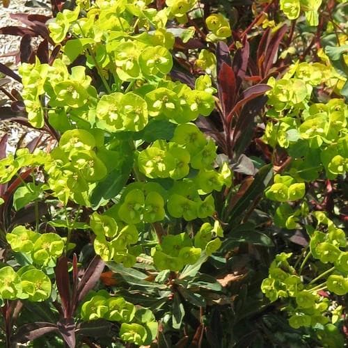 Euphorbia amygdaloides Purpurea - Image 2