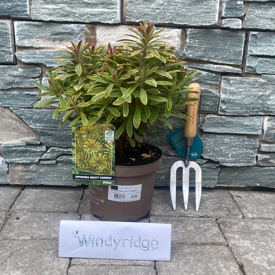 EUPHORBIA ASCOT RAINBOW - Image 2