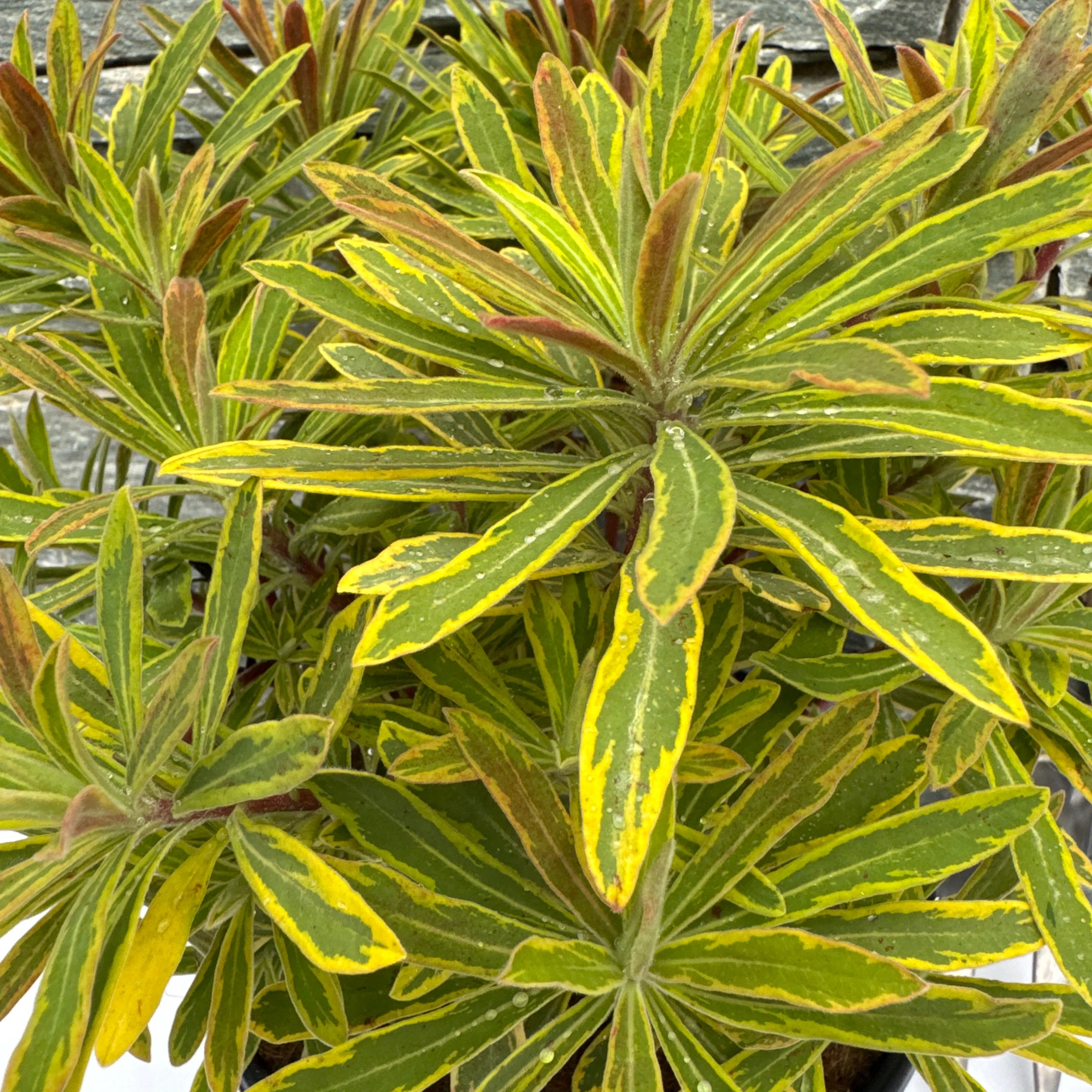 EUPHORBIA Ascot Rainbow