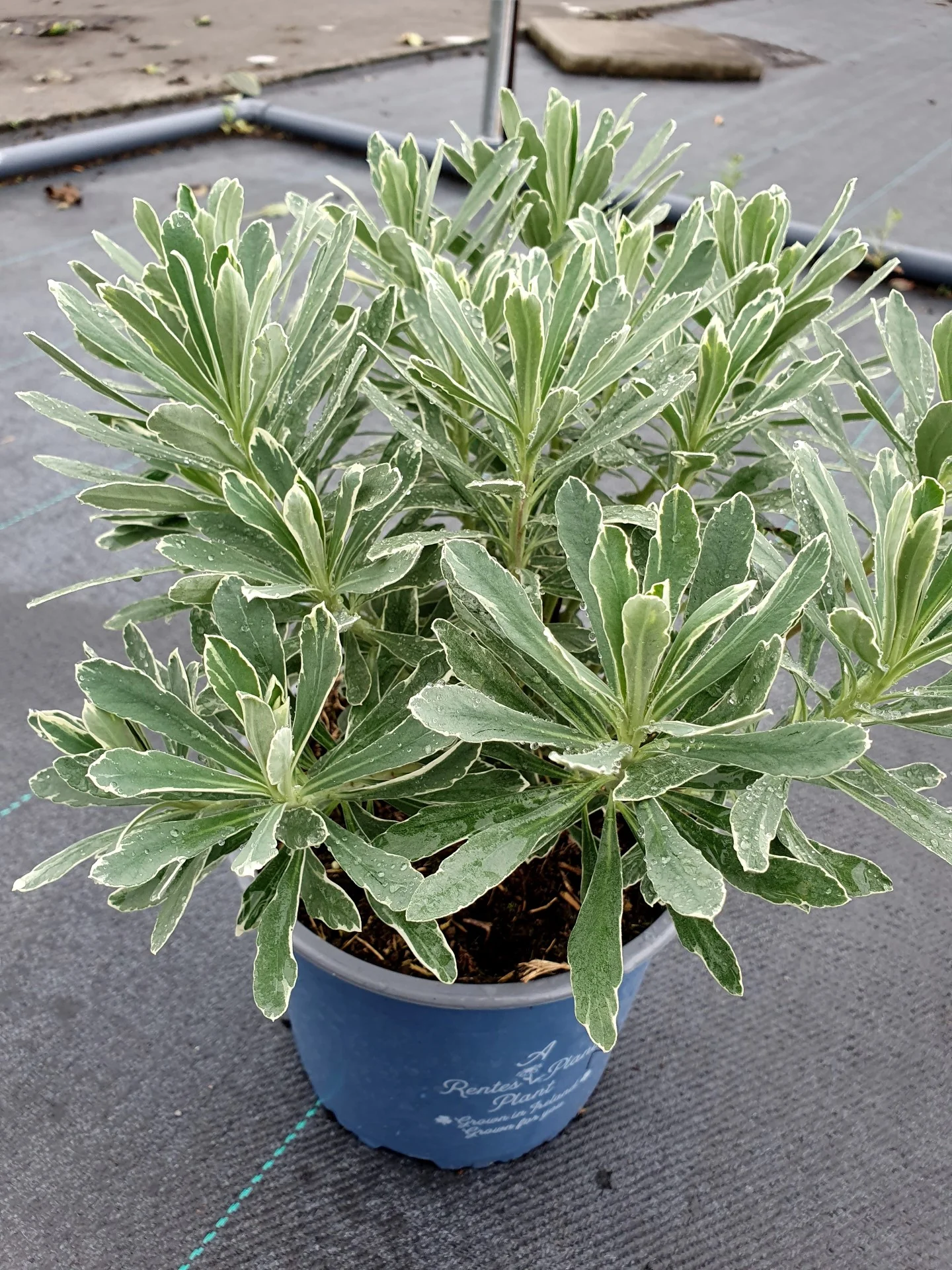 EUPHORBIA C. TASMANIAN TIGER - Image 2