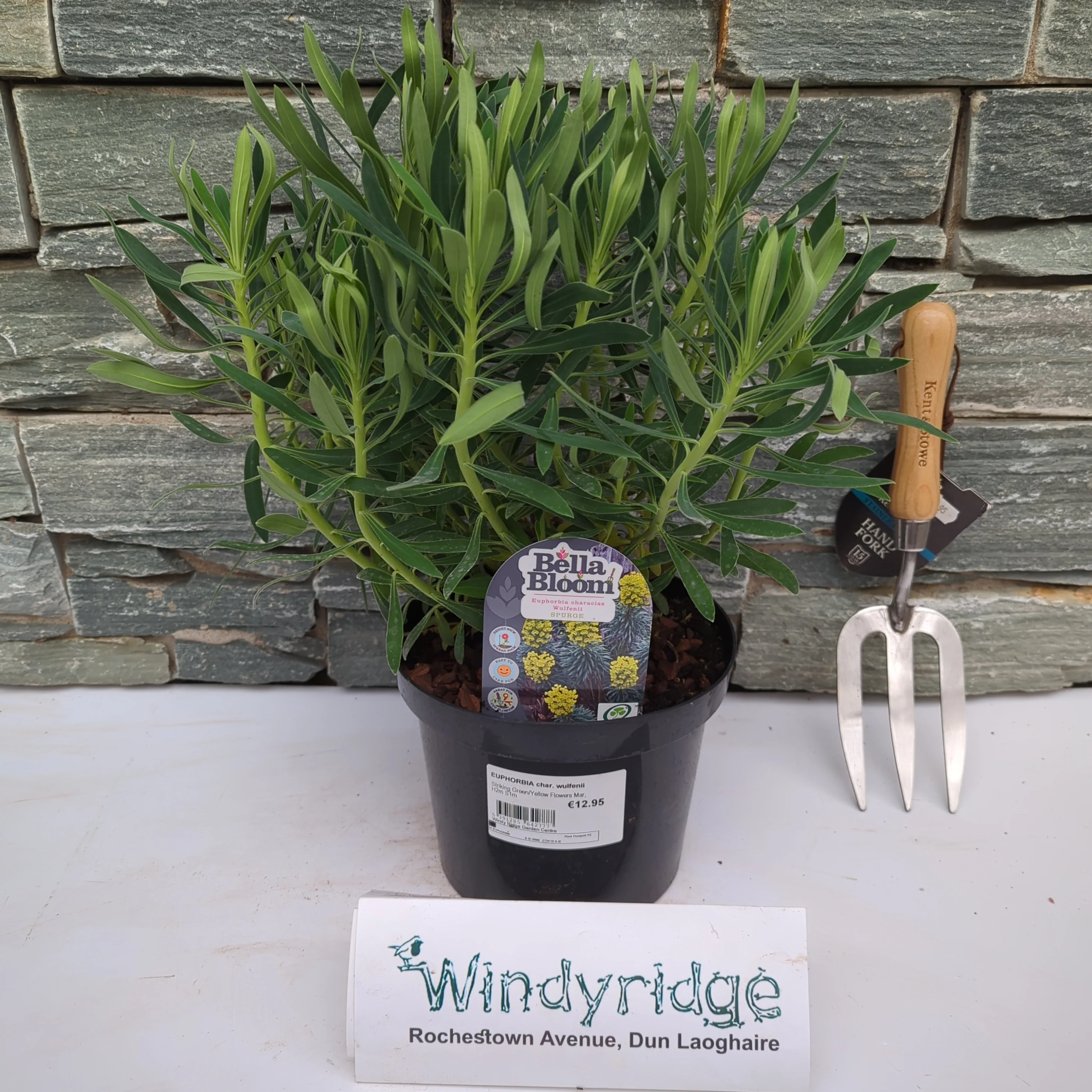 EUPHORBIA char. wulfenii - Image 2