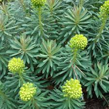 EUPHORBIA char. wulfenii - Image 3