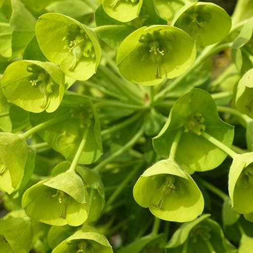 EUPHORBIA char. wulfenii - Image 4
