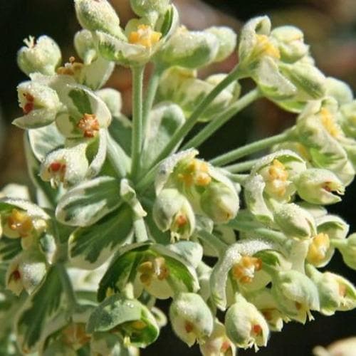 Euphorbia characias Silver Swan - Image 3