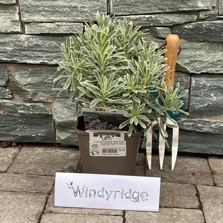 Euphorbia characias Silver Swan - Image 2