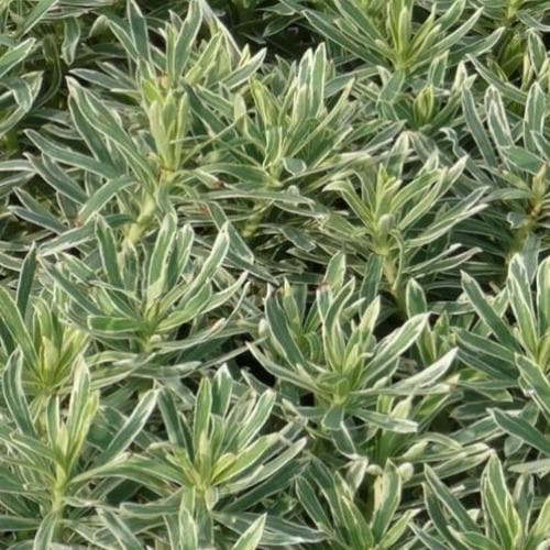 Euphorbia characias Silver Swan - Image 3