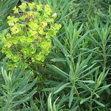 Euphorbia characias wulfenii  2 Ltr pot - Image 2