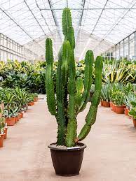 Euphorbia eritrea - Image 2