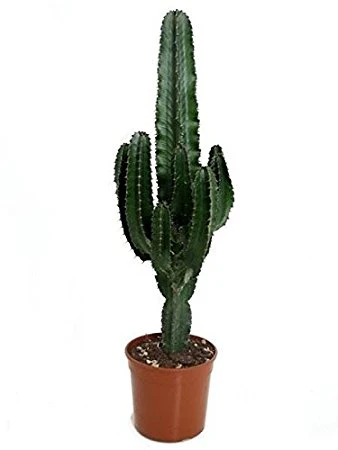 Euphorbia eritrea
