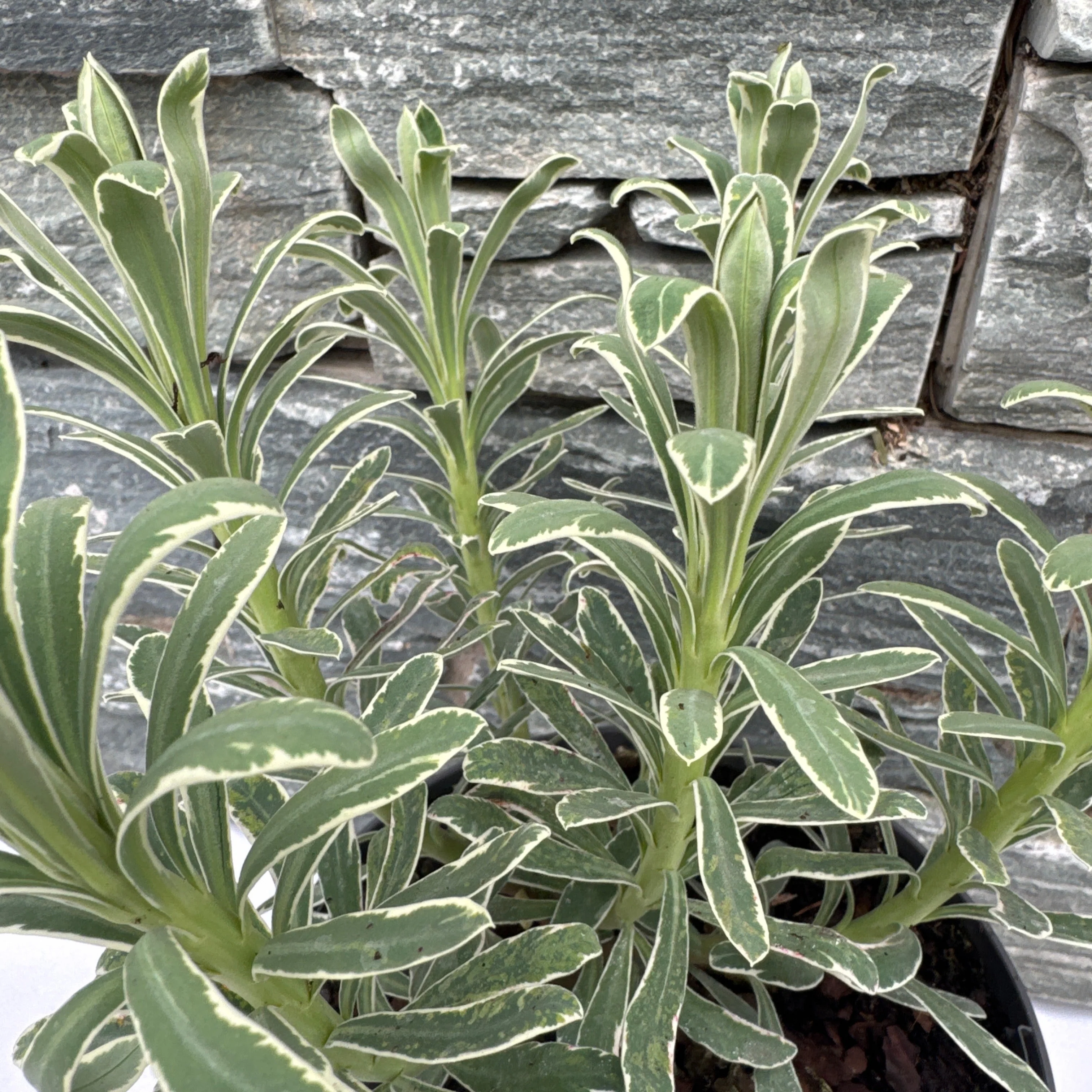 EUPHORBIA Glacier Blue - Image 3