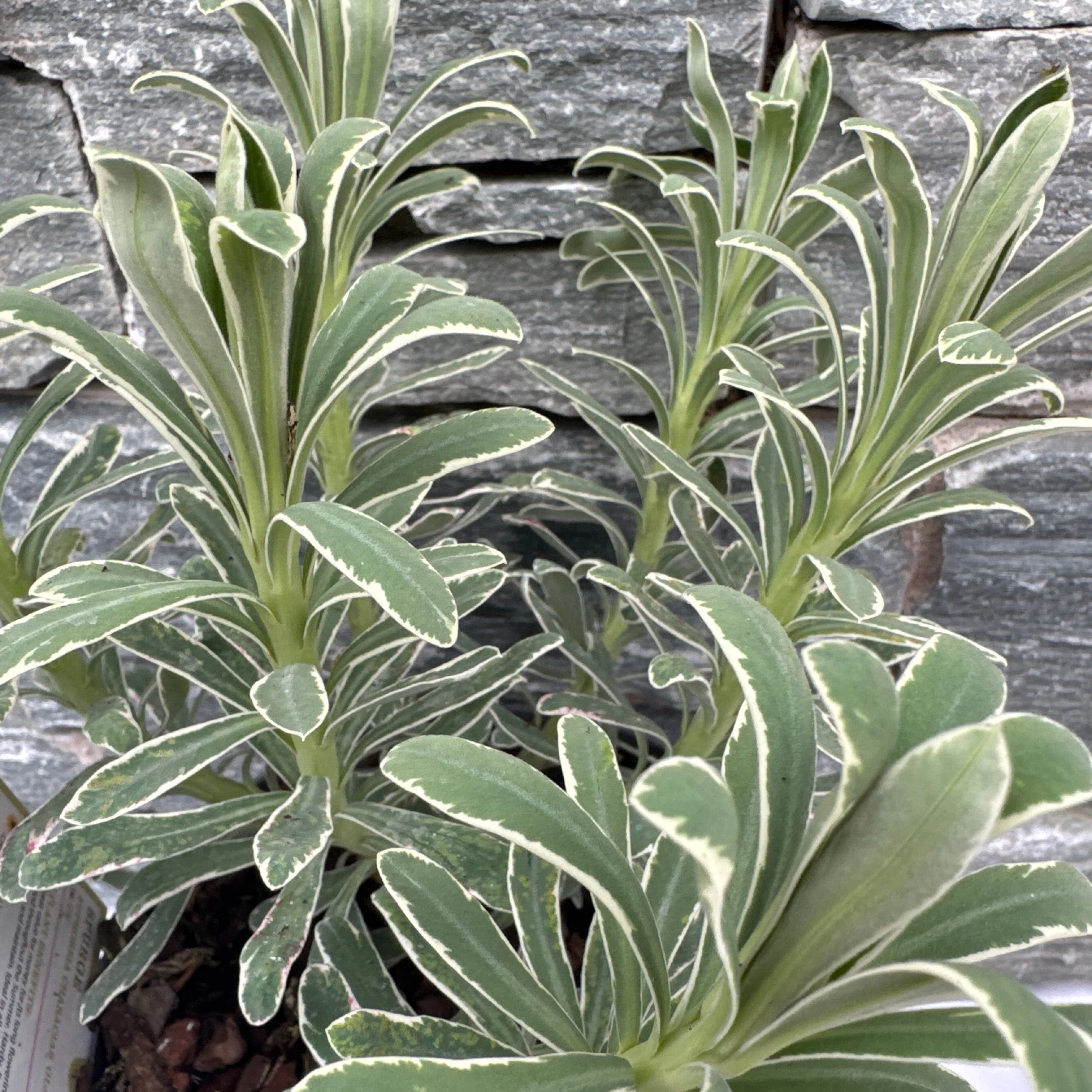 EUPHORBIA Glacier Blue - Image 4