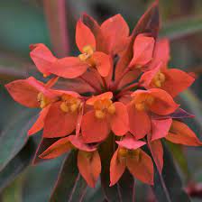 Euphorbia griffithii Fireglow