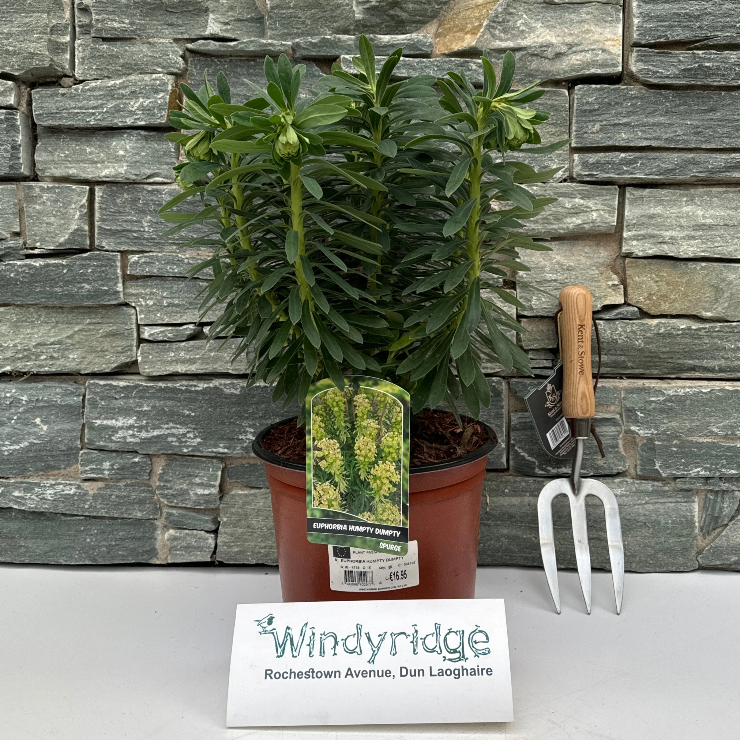 EUPHORBIA HUMPTY DUMPTY - Image 2