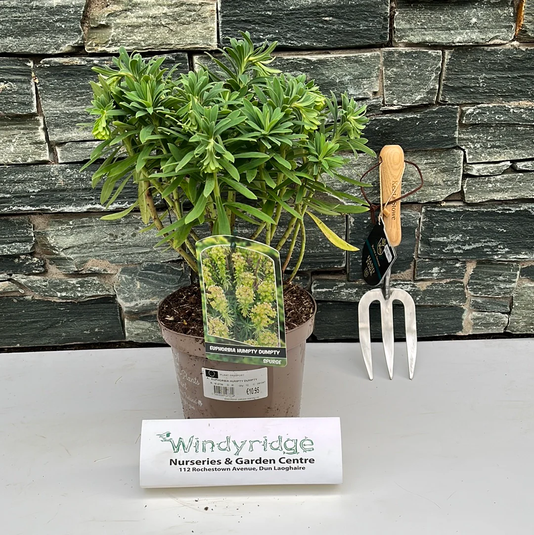EUPHORBIA HUMPTY DUMPTY - Image 2