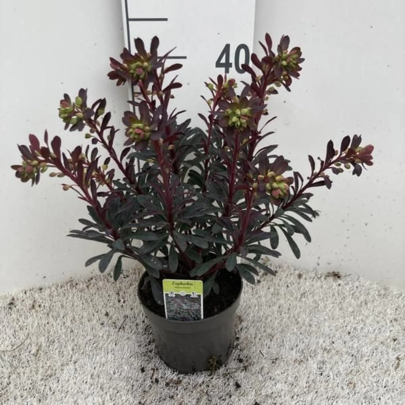 Euphorbia 'Miners Merlot' 1.5 Ltr pot