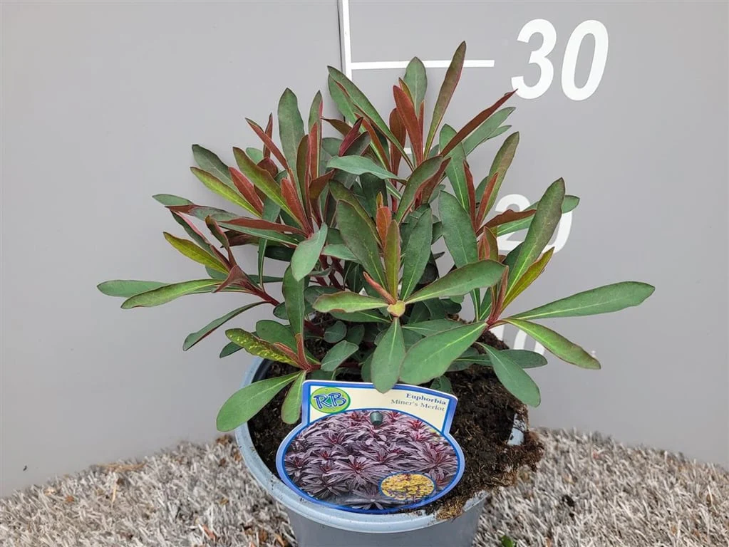 Euphorbia Miners Merlot  2 Ltr pot - Image 2