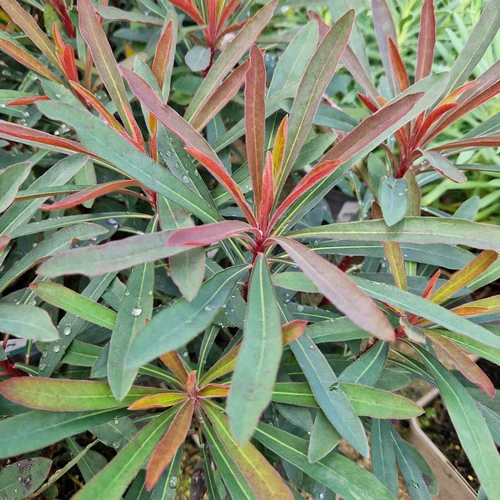 Euphorbia Miners Merlot  2 Ltr pot - Image 3