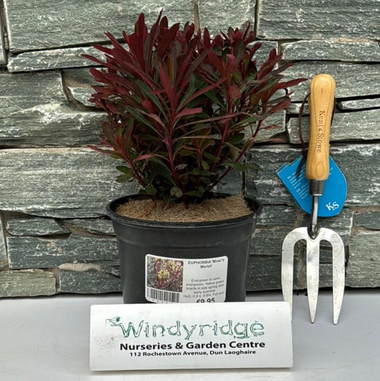 EUPHORBIA Miners Merlot looking 42 - Image 2