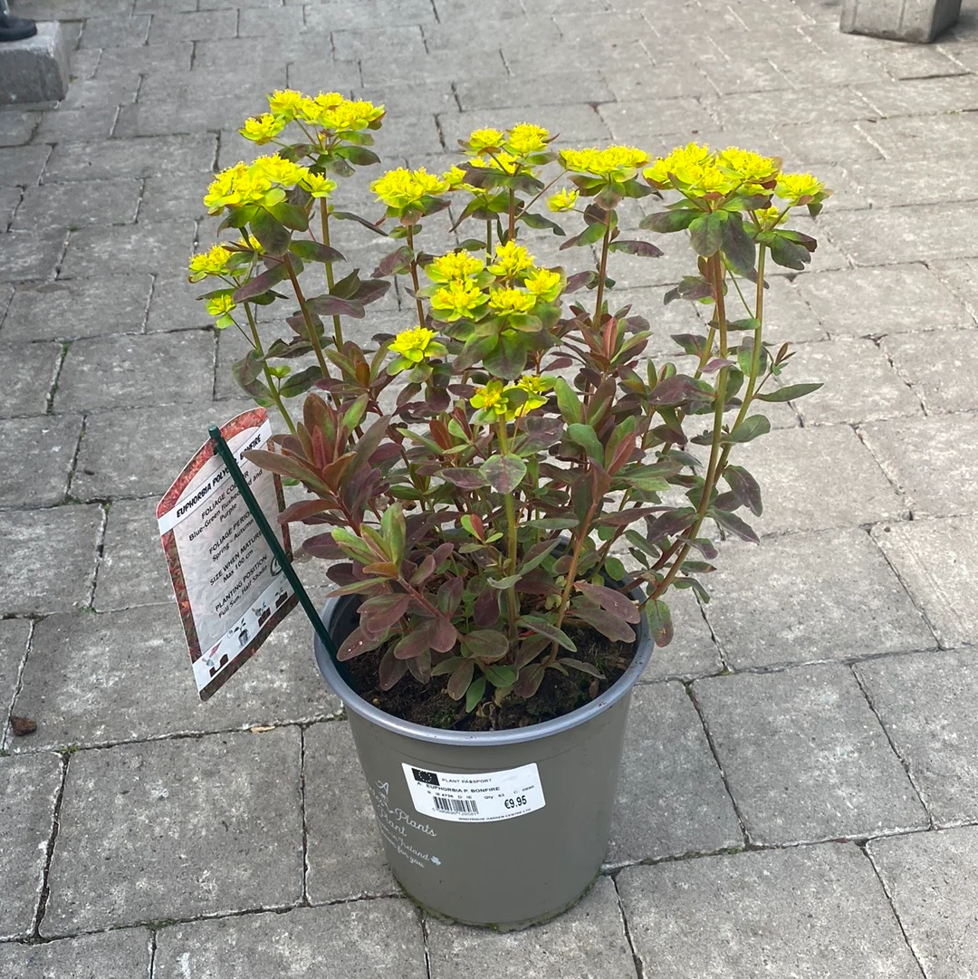 EUPHORBIA P. BONFIRE - Image 2