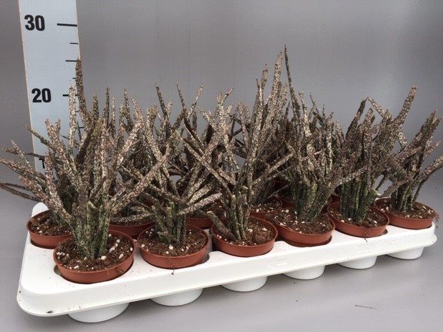 Euphorbia platyclada  P9