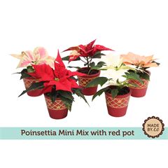 Euphorbia pulc. mix mini mixed in Red pot - Image 2