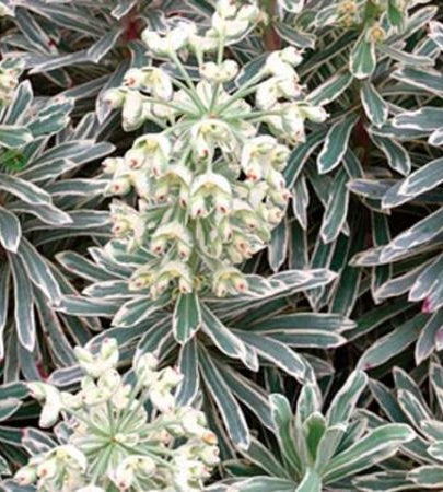 Euphorbia Silver Swan