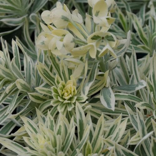 Euphorbia Tasmanian Tiger - Image 2