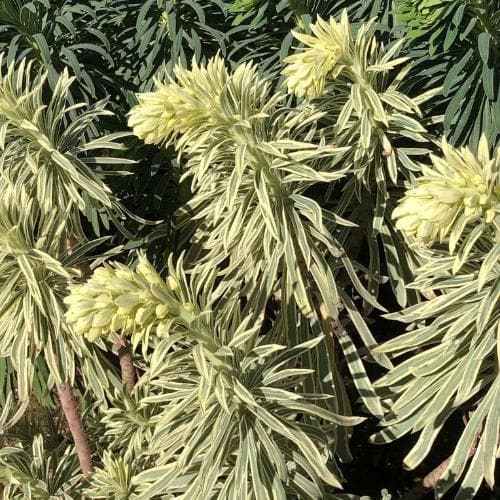 Euphorbia Tasmanian Tiger - Image 3