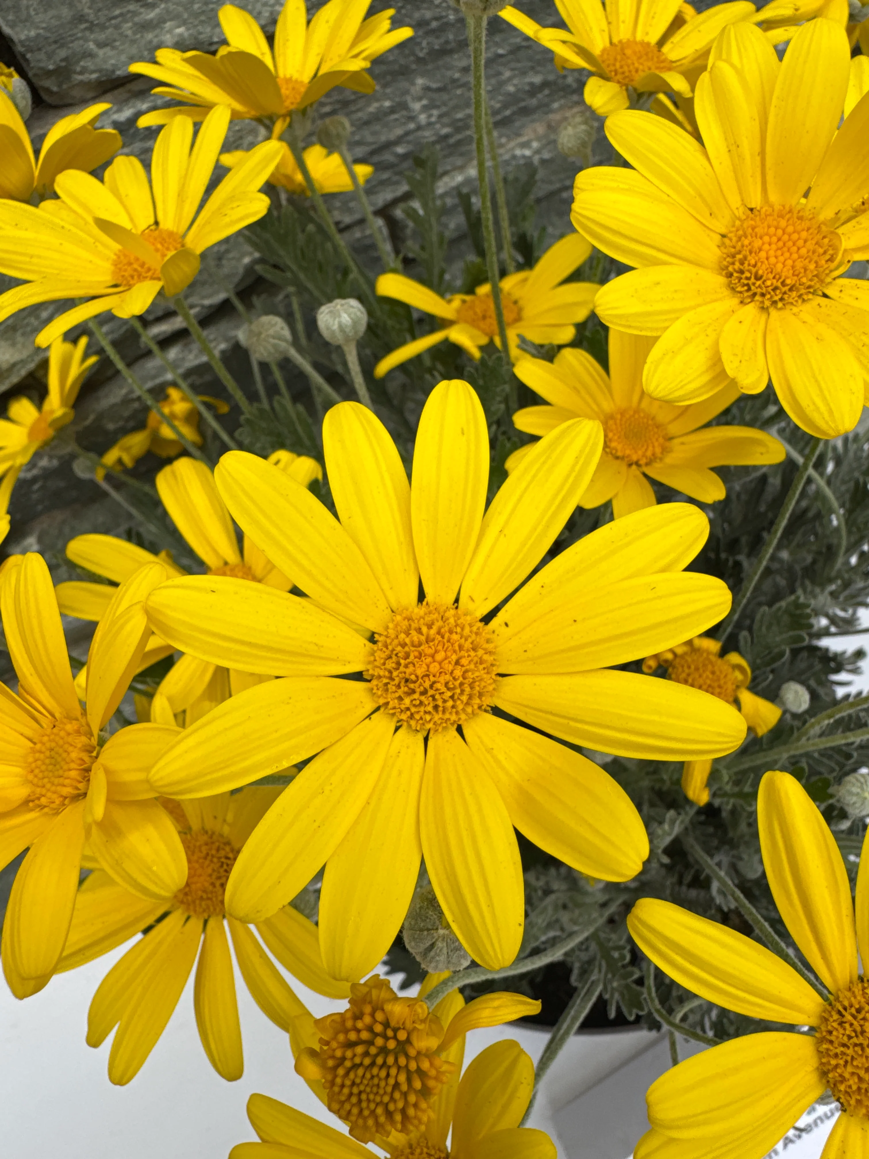 EURYOPS PECHTINATUS - Image 3