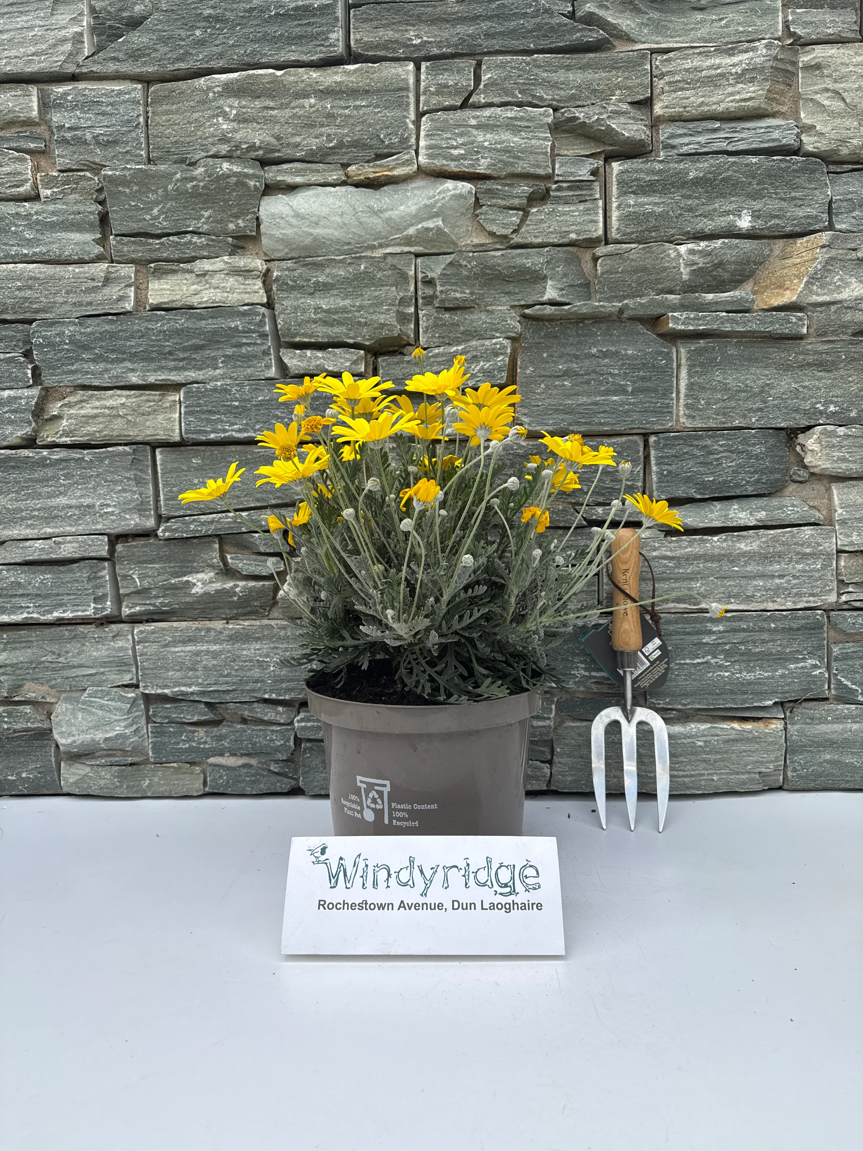 EURYOPS PECHTINATUS - Image 4