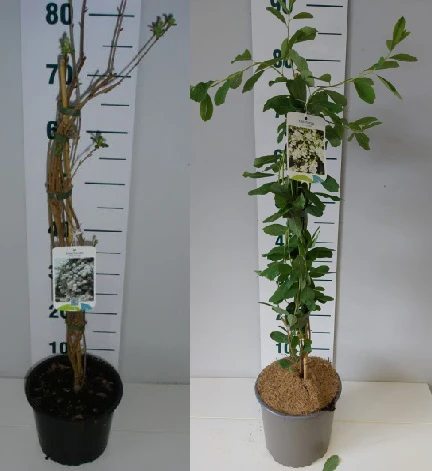 Exochorda macrantha The Bride  40-50 CM - Image 3