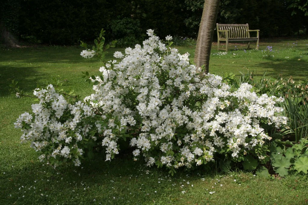 Exochorda macrantha The Bride  40-50 CM - Image 4